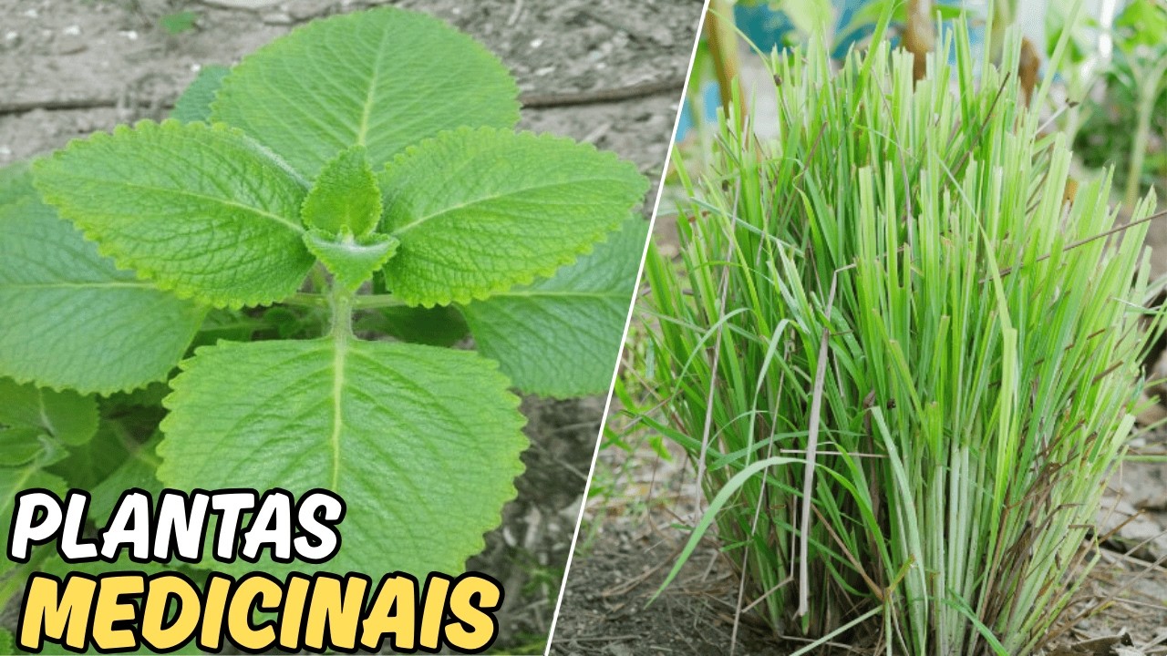 10 plantas medicinais tão incríveis que você precisa ter em casa