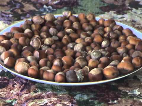 download lagu mp3 mp4 Edible Nuts Uk, download lagu Edible Nuts Uk gratis, unduh video klip Edible Nuts Uk