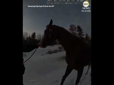 Horse rescued from icy pond in upstate New York