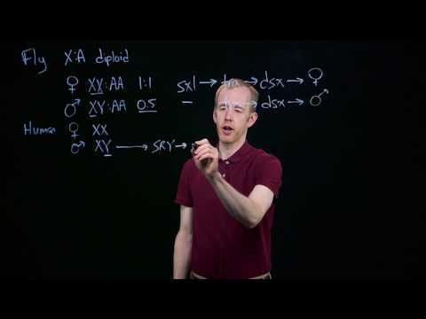 Genetic Sex Determination