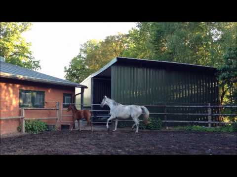 Stakkato   Cassini I Stutfohlen