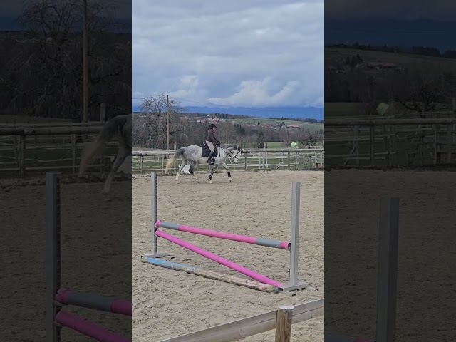 A vendre jument de 8 ans en parfaite sant&eacute;.
