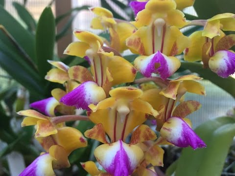 ORCHID GREENHOUSE TOUR FOR JUNE: LOTS OF FLOWERS- I LOVE FIRST TIME BLOOMERS!