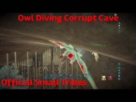 Owl Diving For Ez Loot | Official Small Tribes