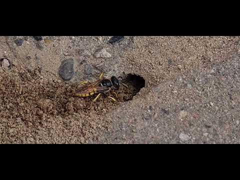 Erdwespe beim Nestbau