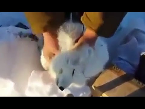 Un renard arctique fait le mort pour échapper à des chasseurs