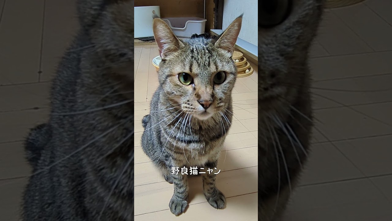 ママに感謝する(=^・^=)楓