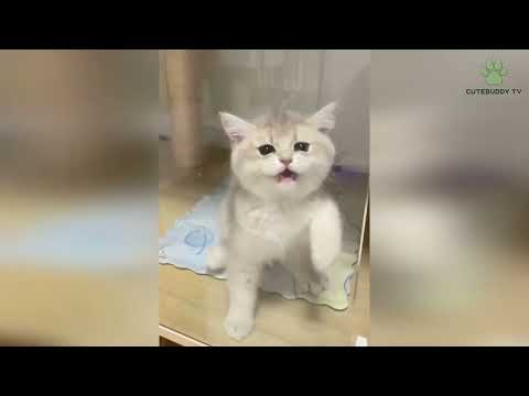 Cute baby cat   Funny cat videos 2022 Try not to laugh   Tiktok compilation #11