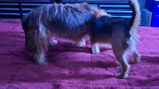 Video preview image #1 Mutt Puppy For Sale in Sebec, ME, USA