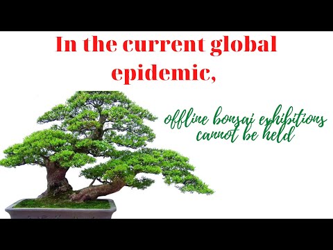 Bonsai trees have always been a source of great fascination part 11