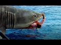 Terrifying Shark Attacks Across Jaws 1 4 Jaws Movie Collection Disaster TV