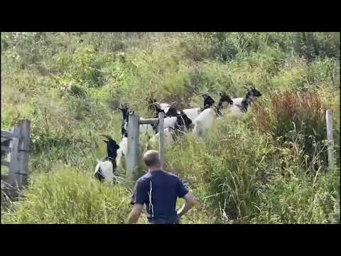 Cromer's Bagot goats return to their summer job
