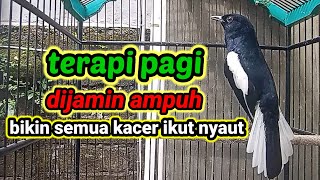 Download lagu suara burung kacer ngeplong merdu sangat ampuh buat pancingan kacer bahan bikin cepat gacor mp3