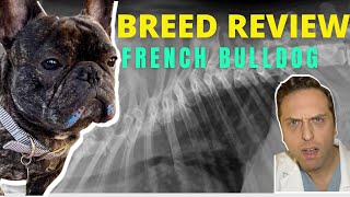 Breed Review - French Bulldog part 1
