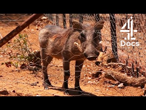 Adorable House-Pet Warthog Learns How to Behave Like a Wild Warthog!