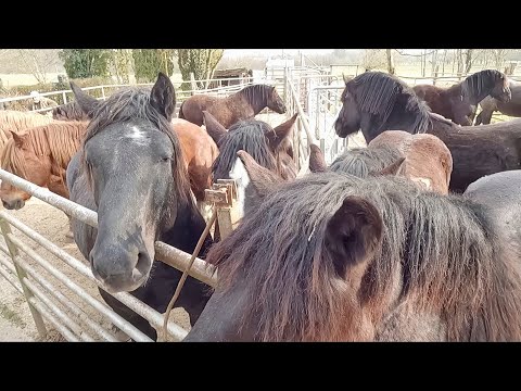 Cai Grei cu Bogdan după achiziți 2023