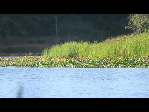Osprey chick learns to hunt! Does he get the fish ? #ospreys#rraptors