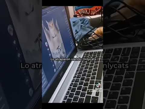 lo atraparon viendo onlycats #memes