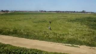 Makeda with Thai Ridgebacks (2)