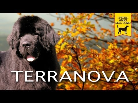 Newfoundland, Newfoundland dog breed documentary trailer
