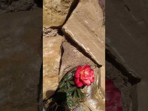 ۷ مارس ۲۰۲۵