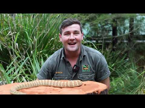 DEATH ADDER! (Top 10 Facts!)