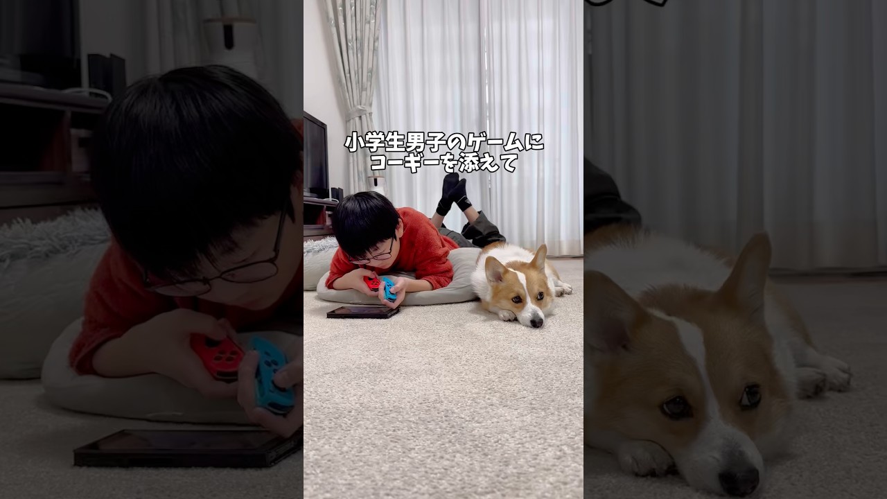 春休みの少年とコーギー🦊✖️👦 #コーギー  #corgi #dog #コーギー多頭飼い #犬のいる暮らし