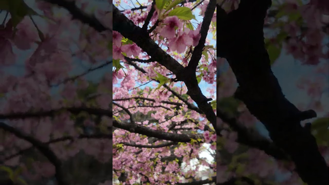 JAPAN(4K)Walking Street in Tokyo Japan✨Near Skytree Tower, Such a beautiful day in Tokyo!✨