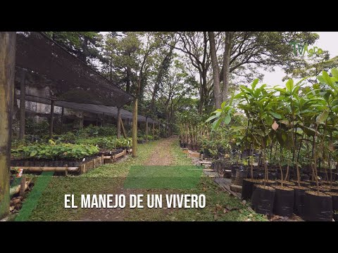 Nursery Management - TvAgro by Juan Gonzalo Angel Restrepo
