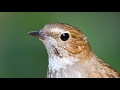 Igor Stravinsky - The Song of the Nightingale