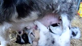Corgi x Sheltie mix puppies nursing 5-5-12.MP4