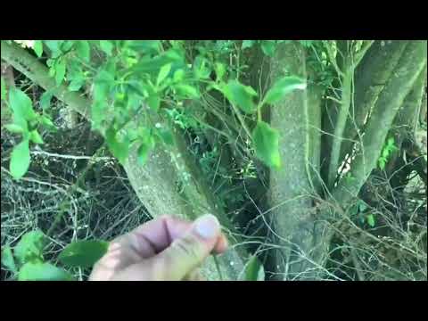 Die gelbe Variante (rein süßer Geschmack) der Kirschpflaume (Prunus cerasifera) im Garten anbauen