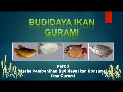 , title : 'Part 4 Usaha Budidaya Pembenihan Ikan Konsumsi Air Tawar Materi : Ikan Gurami'