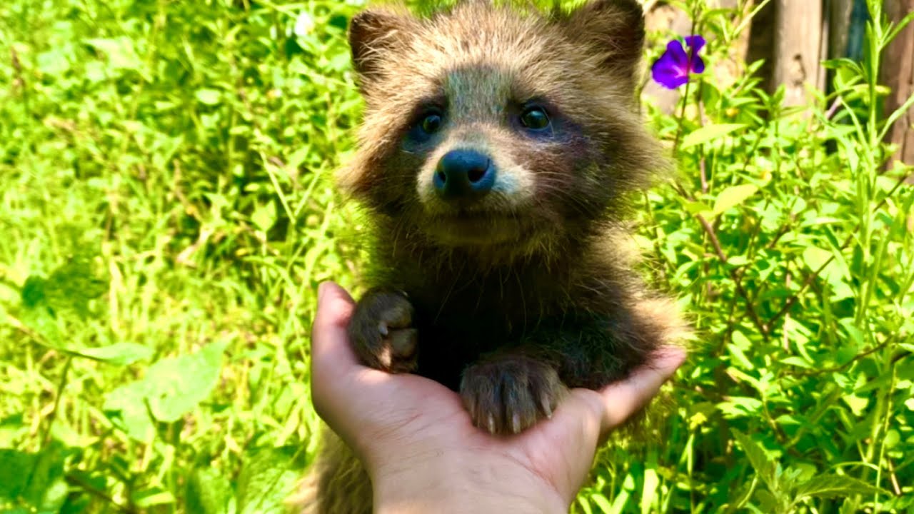 The bear 🐻 that came to my place is now prettier and friends with the fox 🦊. 🥰😘❤