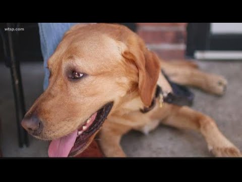 Meet Buddy: The dog behind popular, local Buddy Brew coffee