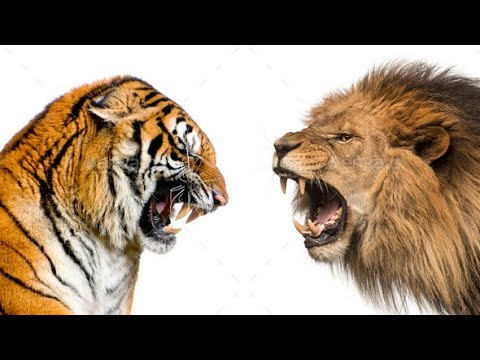 Are You A Lion or Tiger? ©
