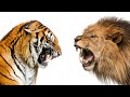 Are You A Lion Or Tiger