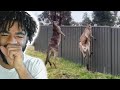 Kangaroo's The Funniest Animal | Casual Geographic  - Top 10 Animals with Black Air Force Energy