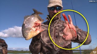 Download lagu CEROBOH..!! Pria “Bodoh” ini Memegang Ikan Piranha, Perhatikan Jarinya.! #YtCrash mp3