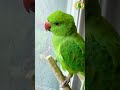 Parrot Chirping Sound 13 Shorts Parrot Viral