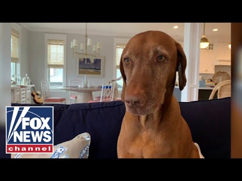 'The Five' pays tribute to Jasper, 'America's dog'