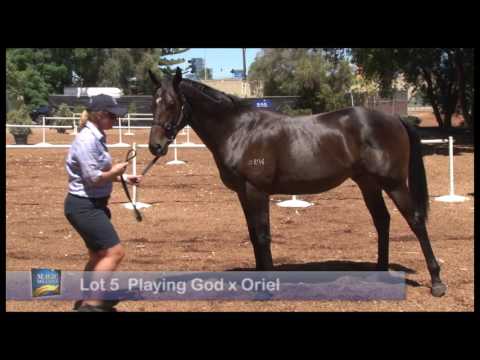 2017 Magic Millions Perth Yearling Sale Preview