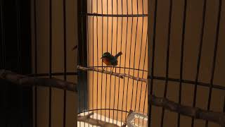 Download lagu pancingan suara burung kolibri muncang mp3