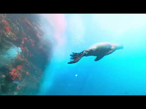 A Sea Lion Turned Our Safety Stop Into Playtime — Punta Vicente Roca, Galapagos