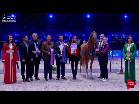 3 rd Place N.83 RD HARENAADO - Paris 2017 - Yearling Colts Championship (Class CM10)