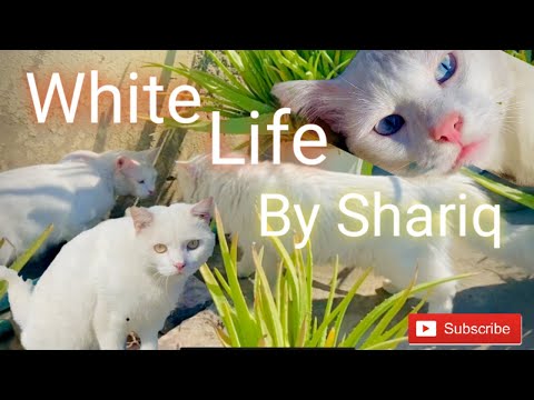 White Wild Life by shariq altaf | Enjoying 1st winter sunshine | #catlife #catlifeseries