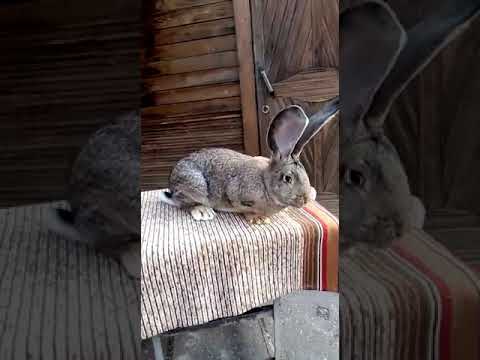 , title : 'Молодое поголовье ризен-агути (Rabbits German giant'