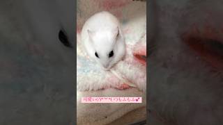 【天使美羽】のみーちゃω꒰ ՞•ﻌ•՞ ꒱❣️✨【ハムスター】