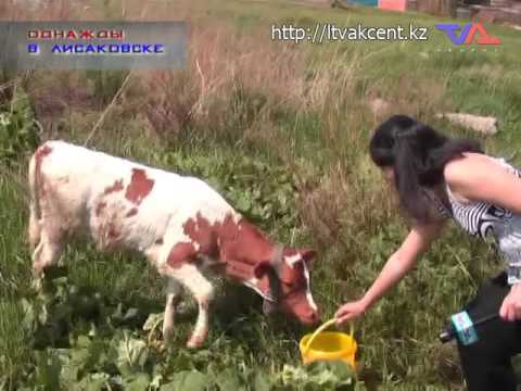 "Однажды в Лисаковске" от 11 ноября 2015г.