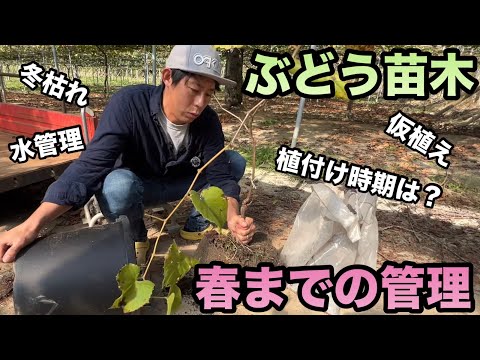 より高い樹立率を得るには、いつ、どのようにブドウを植えるべきでしょうか?  庭園